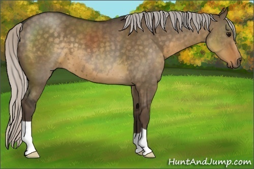 Horse Color:Silver Smoky Grullo 