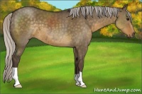 Horse Color:Silver Smoky Grullo