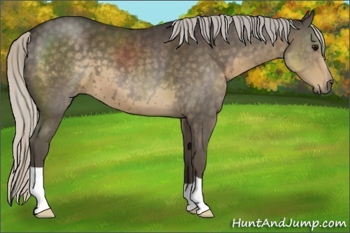 Horse Color:Silver Smoky Black 