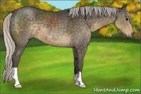 Horse Color:Silver Smoky Black 