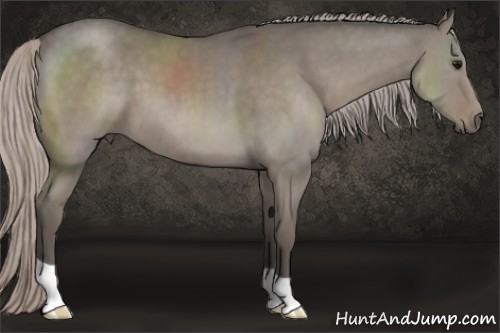 Horse Color:Silver Grullo 