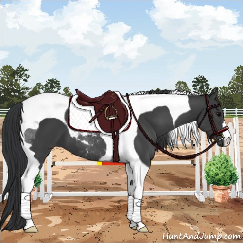 Horse Color:Black Tobiano 