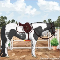 Horse Color:Black Tobiano 