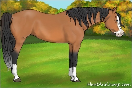 Horse Color:Bay Splash