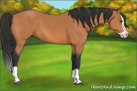 Horse Color:Bay Splash 