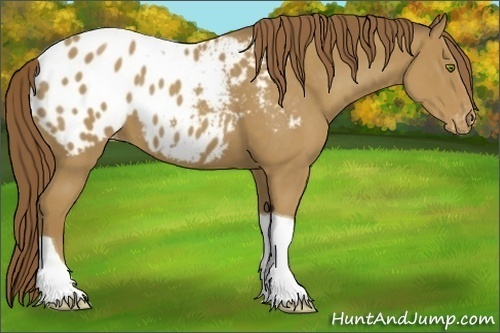 Horse Color:Classic Cream Champagne Tobiano Appaloosa 