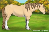Horse Color:Amber Cream Champagne Tobiano Appaloosa Rabicano 