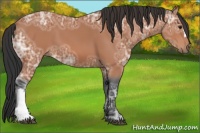 Horse Color:Bay Ice 