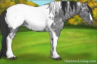 Horse Color:Black Ice Tobiano Snowcap Rabicano