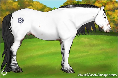 Horse Color:Brown Appaloosa 