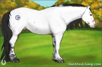 Horse Color:Brown Appaloosa 