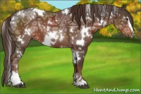 Horse Color:White Spotted Liver Chestnut Ice Sabino 