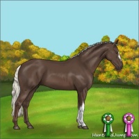 Horse Color:Liver Chestnut Mushroom 