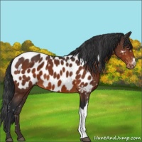 Horse Color:Brown Near Leopard 