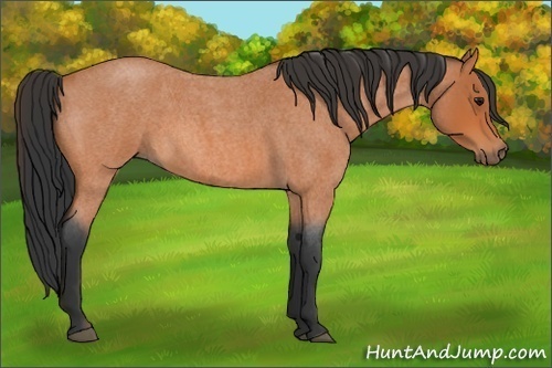 Horse Color:Unknown 