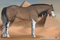 Horse Color:Brown Dun Sabino 