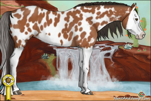 Horse Color:Bay Splash Appaloosa