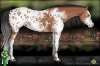 Horse Color:Brown Sabino Appaloosa 