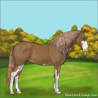 Horse Color:Chocolate Palomino Roan Sabino
