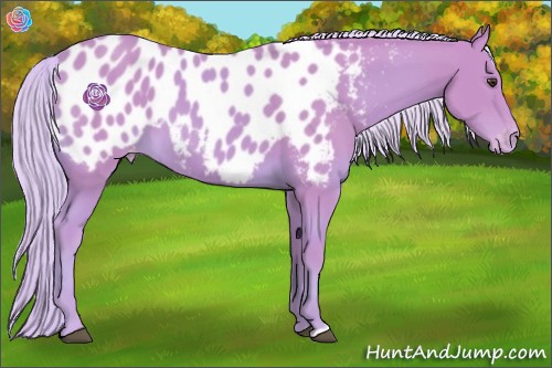 Horse Color:Watercolor Palomino Appaloosa 