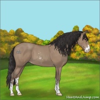 Horse Color:Classic Champagne Sabino