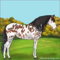 Horse Color:Bay Sabino Near Leopard Rabicano 