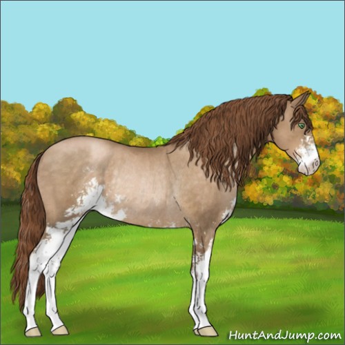 Horse Color:Smoky Black Pearl Sabino Rabicano 
