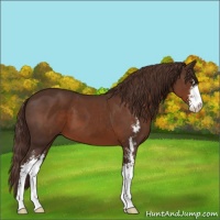 Horse Color:Liver Chestnut Sabino