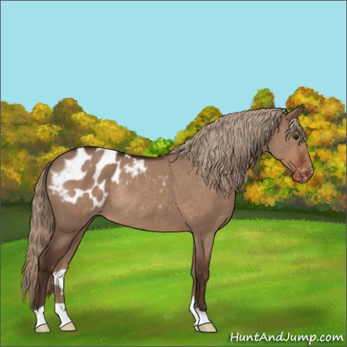 Horse Color:Liver Red Dun Blanket Rabicano 