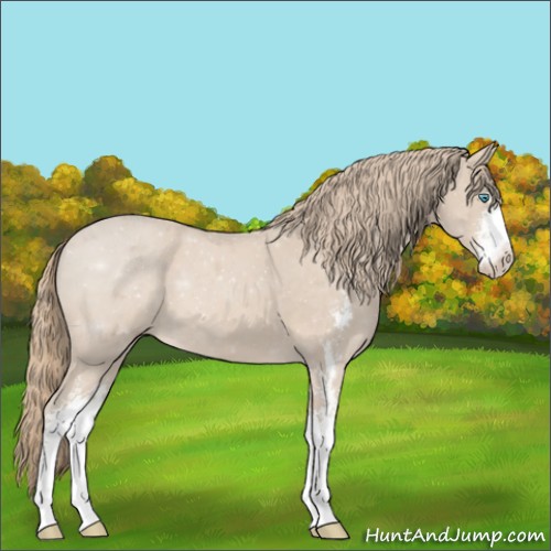 Horse Color:Smoky Creme Sabino 