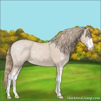 Horse Color:Smoky Creme Sabino