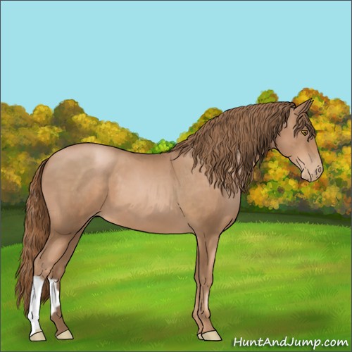 Horse Color:Liver Chestnut Pearl 