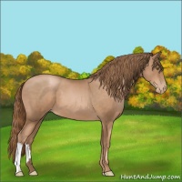 Horse Color:Liver Chestnut Pearl 