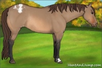 Horse Color:Bay Dun Appaloosa Rabicano 
