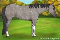 Horse Color:Grullo Sabino Tobiano Appaloosa