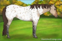 Horse Color:Bay Dun Appaloosa 