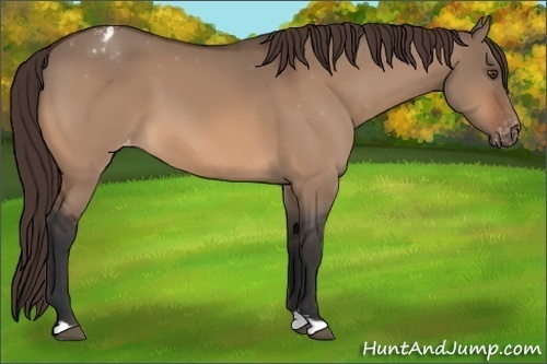 Horse Color:Brown Dun Varnish 