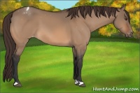 Horse Color:Brown Dun Varnish 