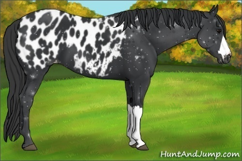 Horse Color:Black Appaloosa 