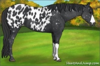 Horse Color:Black Appaloosa