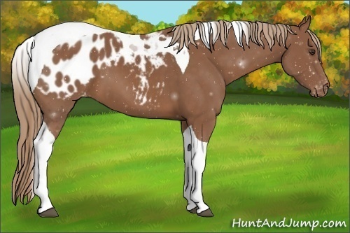 Horse Color:Chestnut Tobiano Appaloosa 