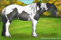 Horse Color:Black Tobiano 