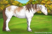 Horse Color:White Spotted Brown Pearl 