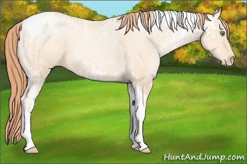 Horse Color:Classic Champagne Ice Pearl Tobiano Varnish