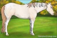 Horse Color:Classic Champagne Ice Pearl Tobiano Varnish 