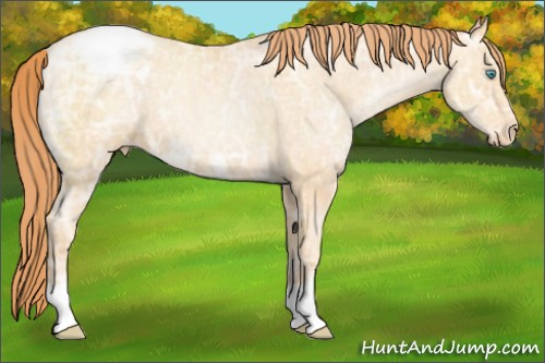 Horse Color:Amber Champagne Ice Pearl Appaloosa 