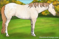 Horse Color:Amber Champagne Ice Pearl Appaloosa 