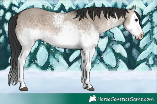 Horse Color:White Spotted Brown Dun Splash 