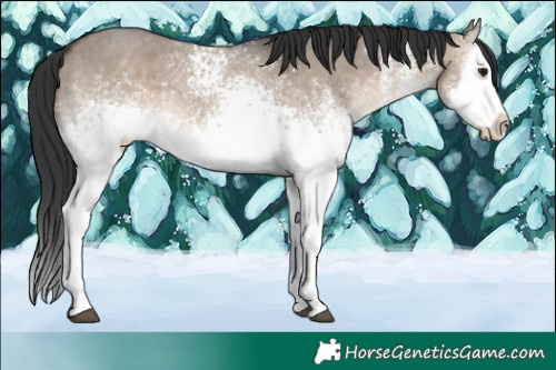 Horse Color:White Spotted Brown Dun Splash 