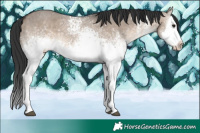 Horse Color:White Spotted Brown Dun Splash 